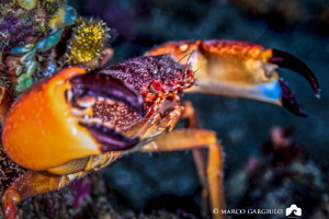 Red Crab by Marco Gargiulo 